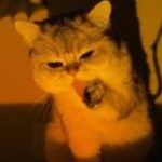 Ảnh hồ sơ của Munn